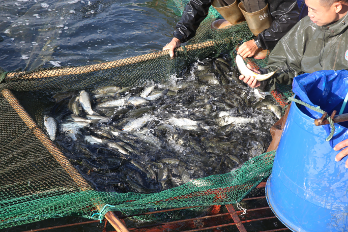 金色豐收季| 漁網(wǎng)收起，金光閃爍！良圻農(nóng)場(chǎng)公司這片水域“藏”著滿(mǎn)塘赤眼魚(yú)